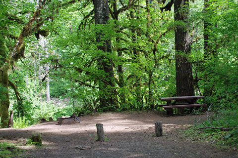 Fernview Group Campground, Willamette National Forest, Oregon